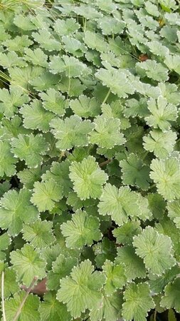 Geranium Dreamland 2L - image 1