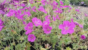 Geranium rivers. 'Russell Prichard' 2L