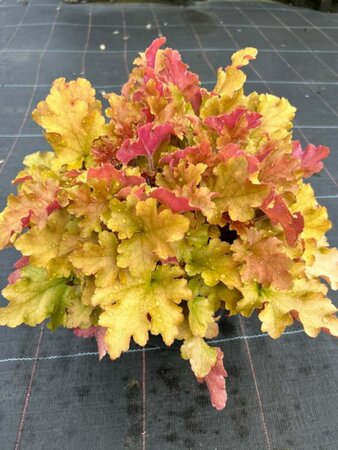 Heuchera 'Marmalade' 2L - image 5