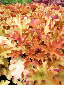 Heuchera 'Marmalade' 2L - image 1