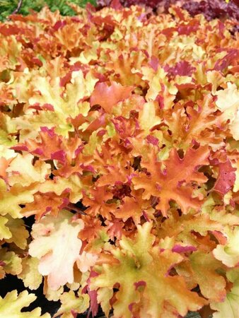 Heuchera 'Marmalade' 2L - image 2