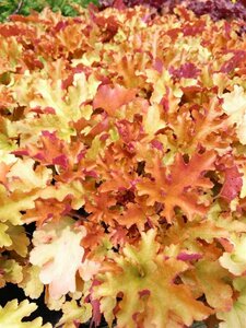 Heuchera 'Marmalade' 2L - image 2