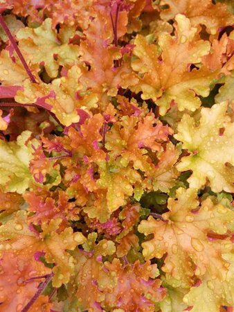 Heuchera 'Marmalade' 2L - image 3