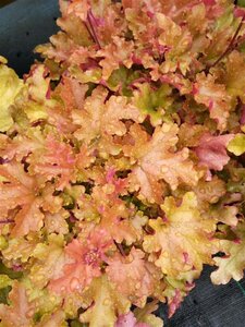 Heuchera 'Marmalade' 2L - image 4