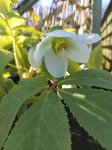 Helleborus niger 2L