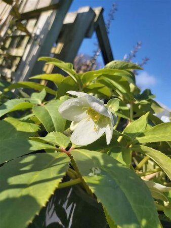 Helleborus niger 2L - image 2