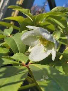 Helleborus niger 2L - image 3