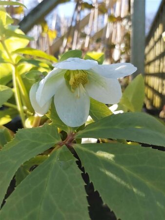 Helleborus niger 2L - image 4