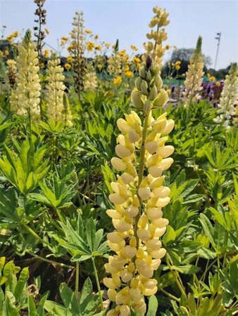 Lupinus 'Chandelier' 2L - image 1