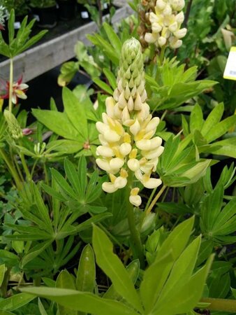 Lupinus 'Chandelier' 2L - image 2