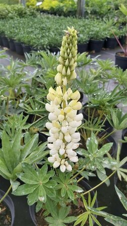 Lupinus 'Noble Maiden' 2L - image 1