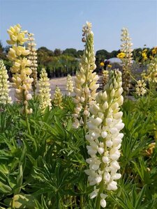 Lupinus 'Noble Maiden' 2L - image 2