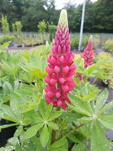 Lupinus 'The Pages' 2L