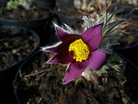 Pulsatilla vulgaris 2L - image 4