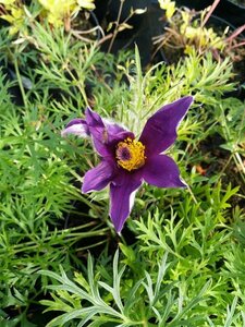 Pulsatilla vulgaris 2L - image 6