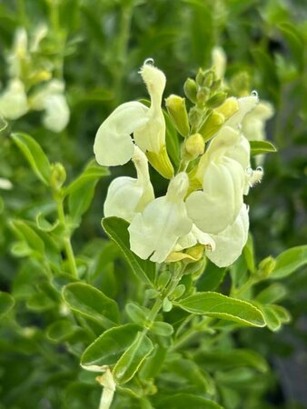 Salvia 'Clotted Cream' 2L - image 2