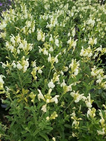 Salvia 'Clotted Cream' 2L - image 1