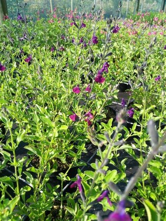 Salvia x jamensis Nachtvlinder 2L