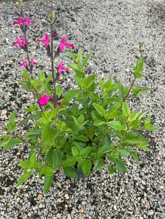 Salvia microphylla 'Cerro Potosi' 2L - image 3