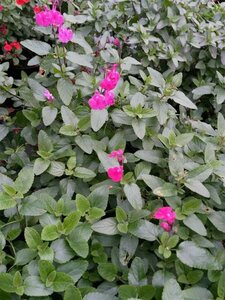 Salvia microphylla 'Cerro Potosi' 2L