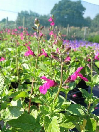 Salvia microphylla 'Cerro Potosi' 2L - image 2