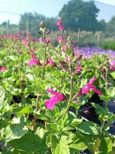 Salvia microphylla 'Cerro Potosi' 2L - image 2