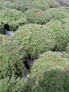 Thymus praecox 'Pseudolanuginosus' 2L