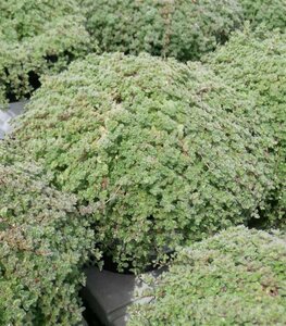 Thymus praecox 'Pseudolanuginosus' 2L - image 3