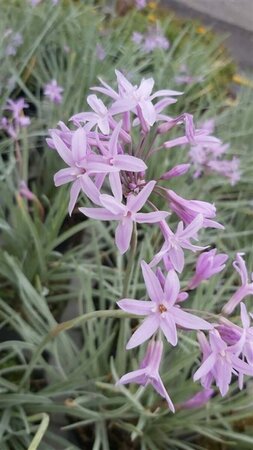 Tulbaghia violacea 'Silver Lace' 2L - image 1