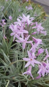 Tulbaghia violacea 'Silver Lace' 2L