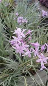 Tulbaghia violacea 'Silver Lace' 2L - image 2