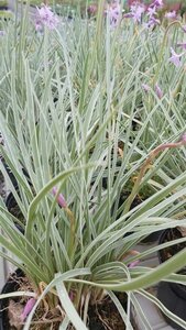 Tulbaghia violacea 'Silver Lace' 2L - image 3