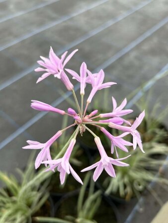 Tulbaghia violacea 'Silver Lace' 2L - image 4