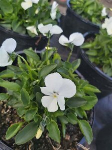 Viola 'White Swan' (R) 2L