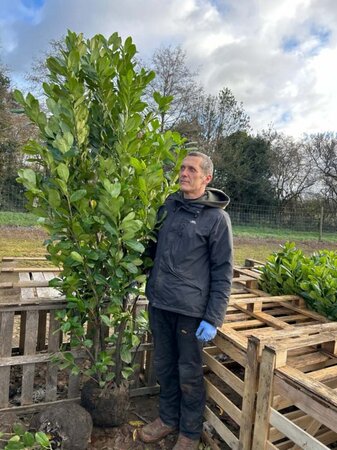 Prunus l. 'Rotundifolia' 200-225 Gps quality  Root Ball