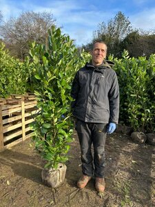 Prunus l. 'Rotundifolia' 1.8m+ Gps quality  Root Ball