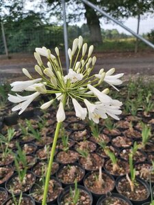 Agapanthus africanus 'Albus' 3/+ 2L - image 2