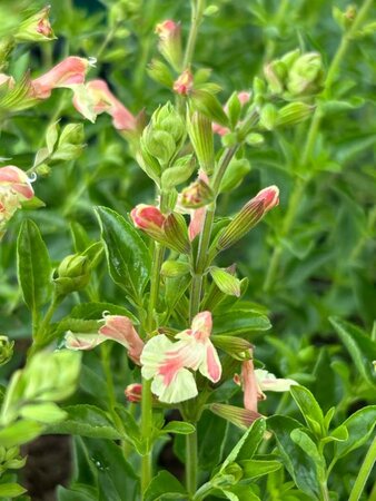 Salvia mic. 'Belle de Loire 2L