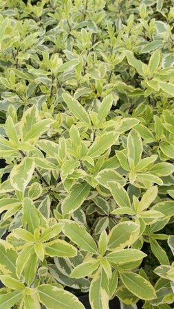 Pittosporum eug. 'Variegatum' 10L - image 1