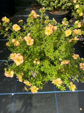 Potentilla f. 'Bella Apple' 5L