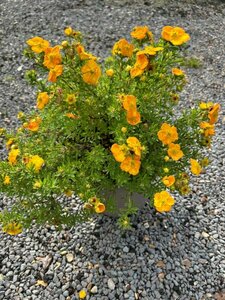 Potentilla f. 'Bella Sol' 5L