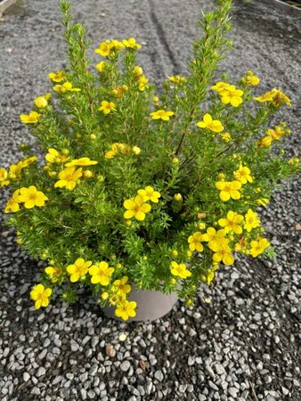 Potentilla f. 'Bella Lindsey' 5L