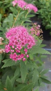 Spiraea japonica 'Genpei' 10L