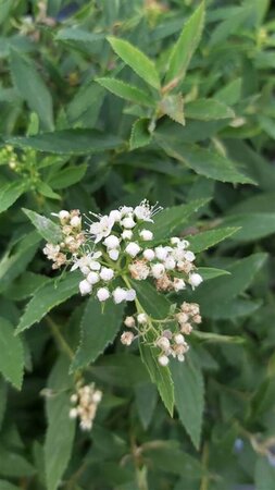 Spiraea japonica 'Genpei' 10L - image 2