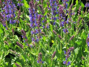 Salvia nemorosa 'Mainacht' 2L