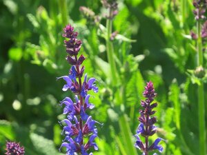 Salvia nemorosa 'Mainacht' 2L - image 3