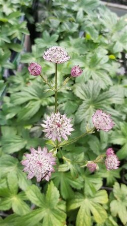 Astrantia major 2L