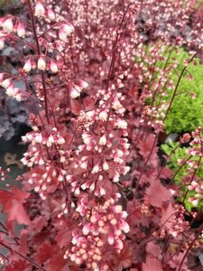 Heuchera Fire Chief 2L