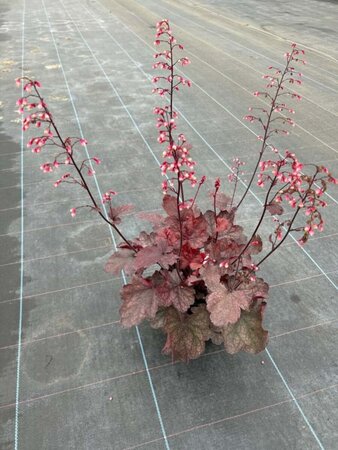 Heuchera Fire Chief 2L - image 7