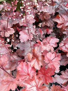 Heuchera Fire Chief 2L - image 3